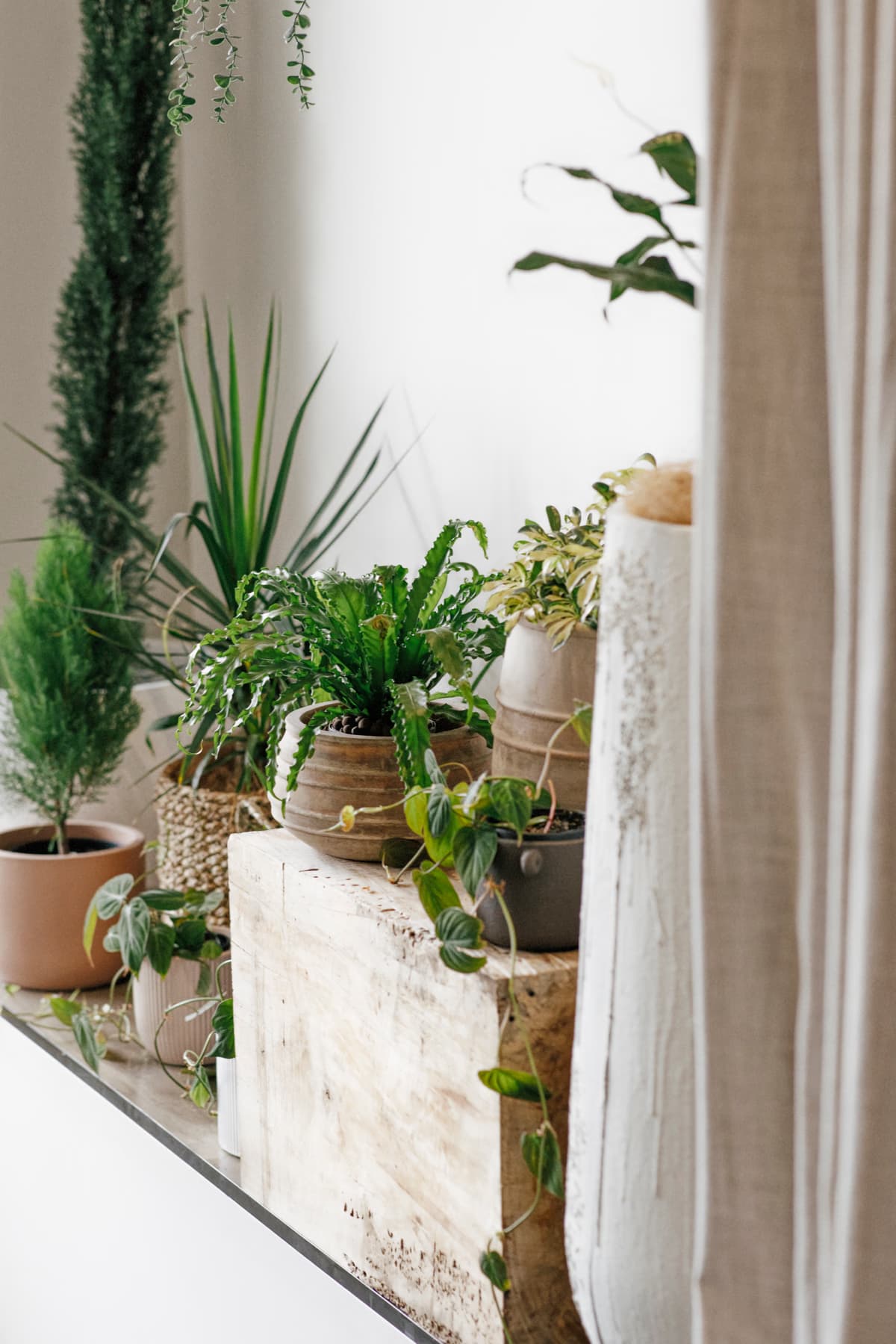 Potted greenery arranged on a raw timber block during the finishing of Navia Bathhouse Byron Bay